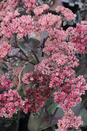 SEDUM 'Plum Dazzled'