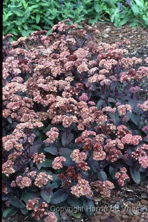 Sedum 'Purple Emperor'