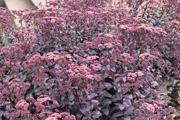 Sedum 'Purple Emperor'