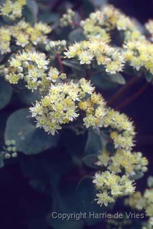 Sedum telephium ruprechtii