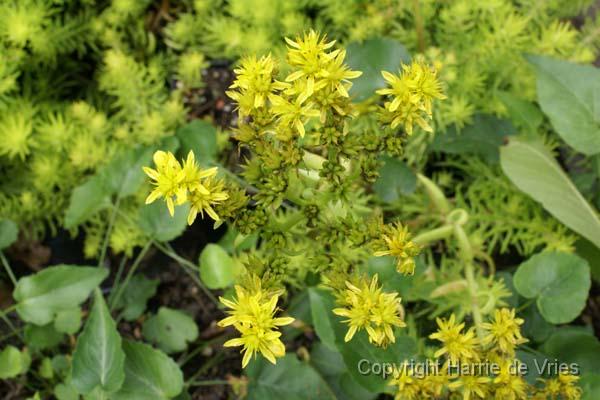 Sedum rupestre 'Angelina'