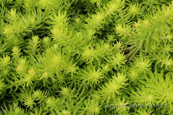 Sedum rupestre 'Angelina'