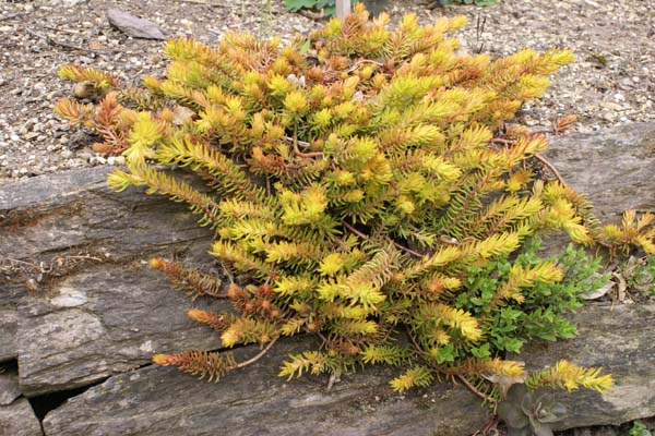 Sedum rupestre 'Angelina'