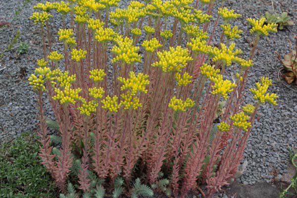 Sedum rupestre 'Silver'
