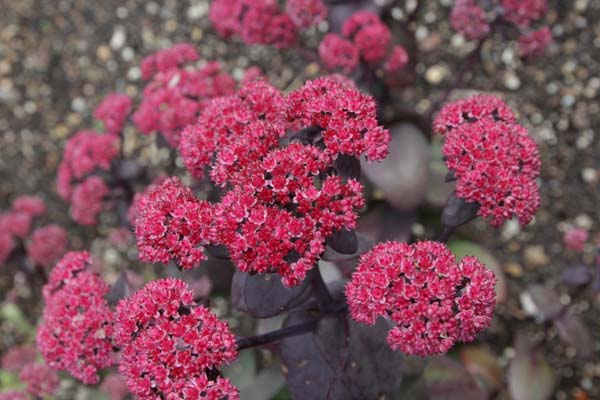 Sedum 'Rütteberg'