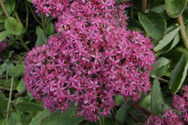SEDUM spectabile 'Janine'