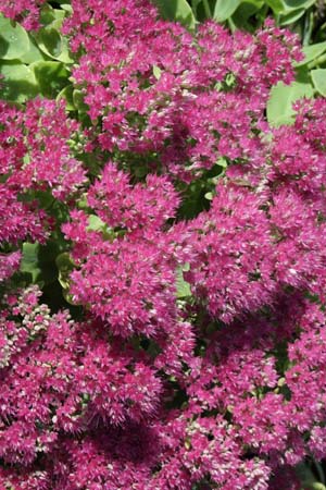 Sedum spectabile 'Lisa'