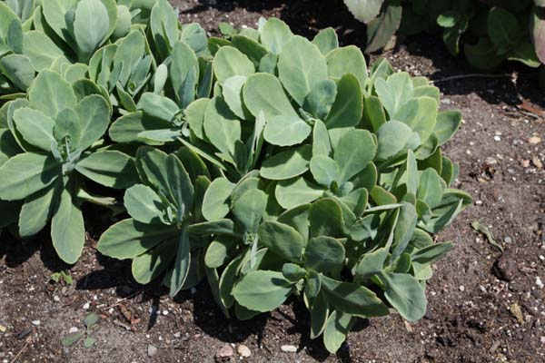 Sedum spectabile 'Lisa'
