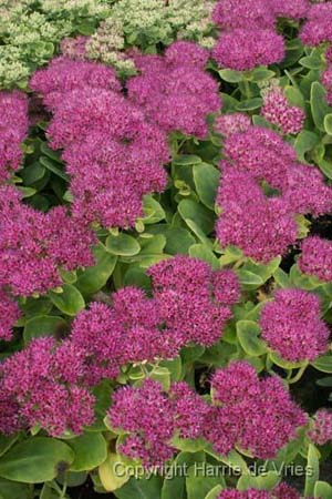Sedum spectabile 'Septemberglut'