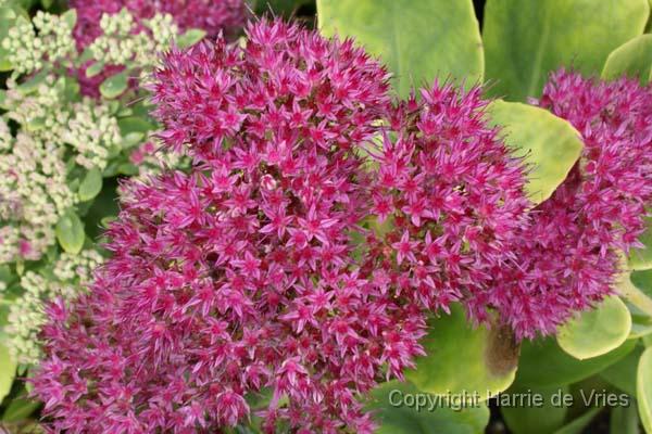 Sedum spectabile 'Septemberglut'