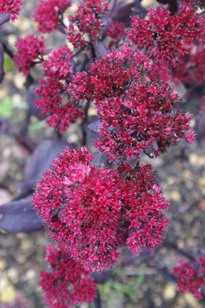 Sedum telephium 'Red Rum'