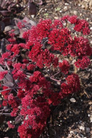 Sedum telephium 'Red Rum'