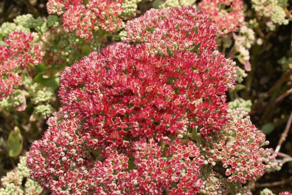 Sedum telephium 'Munstead Red'