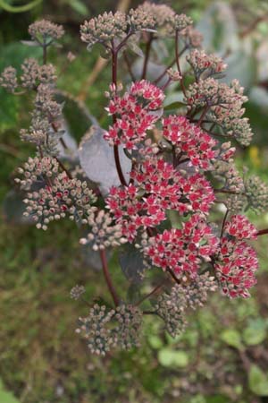 SEDUM telephium 'Marchants Best Red'