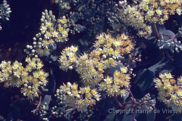 SEDUM telephium ruprechtii