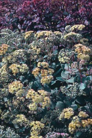 Sedum telephium ruprechtii