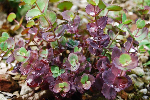 Sedum ussuriense