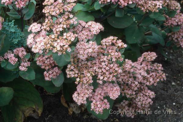 Sedum 'Veluwse Wakel'
