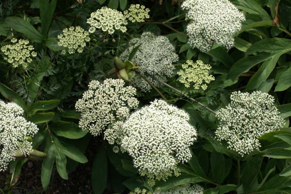 Selinum carvifolia