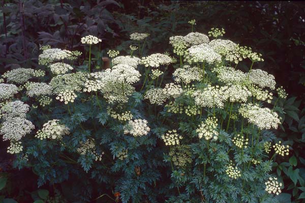 Selinum carvifolia