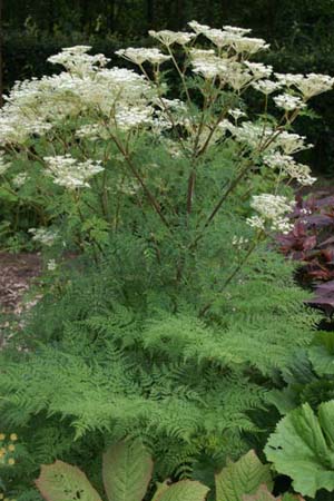 Selinum