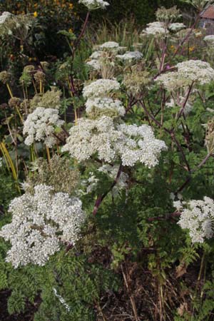 Selinum wallichianum 'Tharand Form'