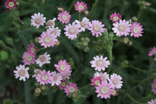 Senecio polyodon 'Joe's Old Rose'