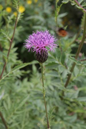 Serratula coronata