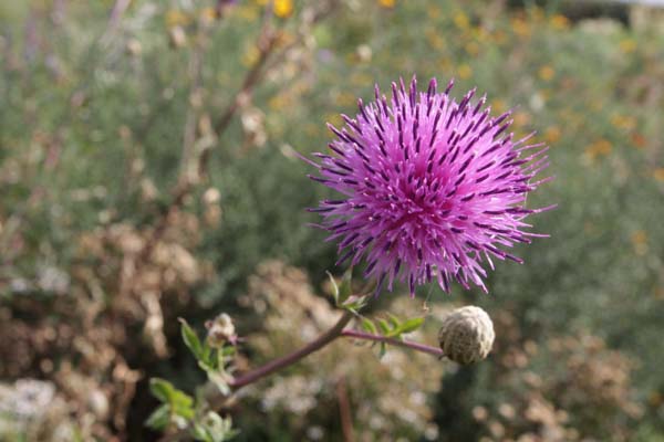 SERRATULA gmelinii