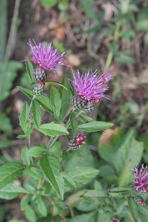 SERRATULA quinquefolia