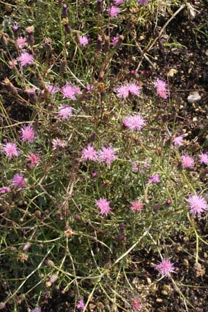 Serratula