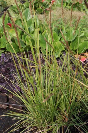 Sesleria argentea