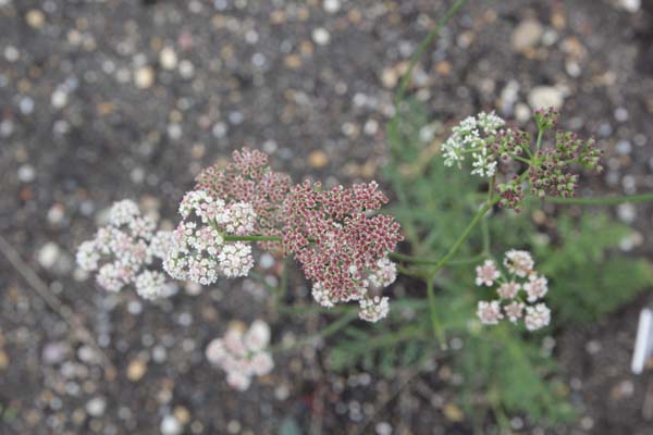 Seseli bulgaricum