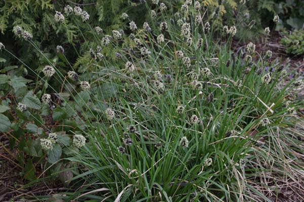 Sesleria caerulea uliginosa