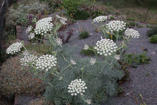 Seseli gummiferum