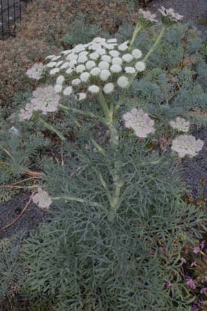 Seseli gummiferum