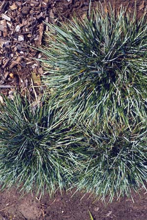Sesleria