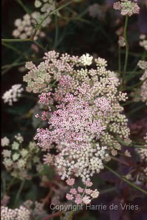 Seseli montanum