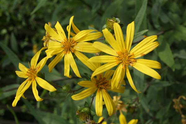 SILPHIUM asteriscus var trifoliatum