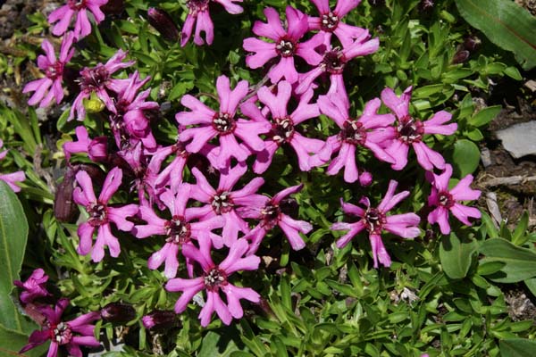 SILENE davidii