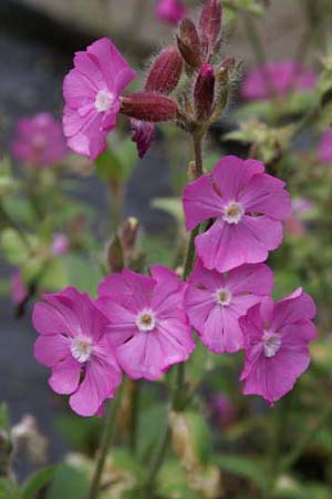 Silene dioica 'Minikin'