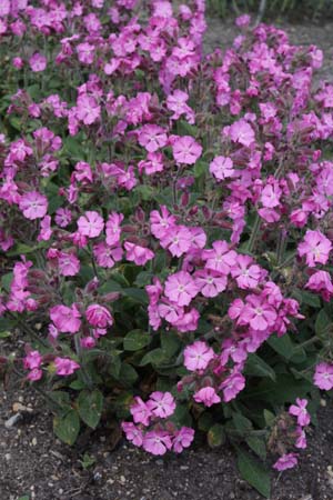 Silene dioica 'Minikin'
