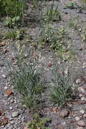 Silene friwaldskyana