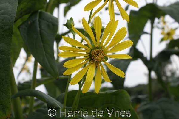 SILPHIUM gracile