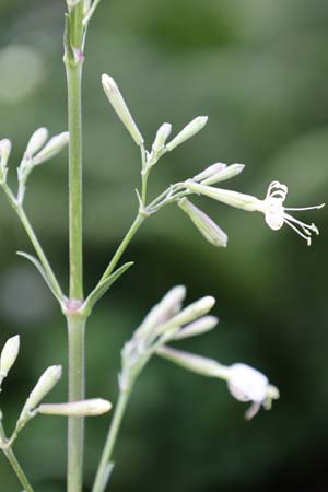 Silene multiflora (coll. Szentkiraly)