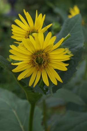 Silphium perfoliatum (Dixter Form)