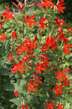 Silene regia ex 'Prairie Fire'