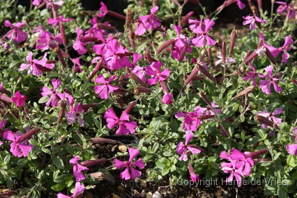 Silene