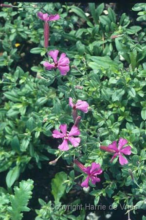 Silene schafta 'Robusta'