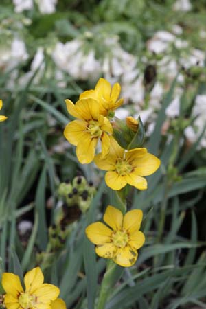 Sisyrinchium macrocarpum